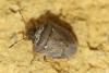 Eysarcoris ventralis